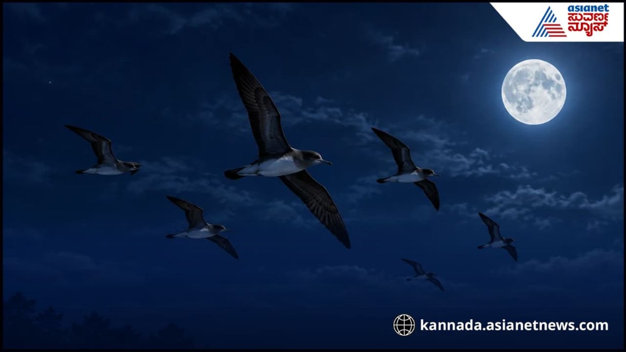 Amazing Fact : ವರ್ಷದಲ್ಲಿ ಐದು ರಾತ್ರಿ ಕರೆಂಟ್ ಹಾಕಲ್ಲ ಇಲ್ಲಿನ ಜನ, ಮಾದರಿಯಾಗಿದೆ ಕಾರಣ