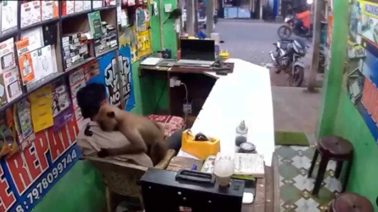 കടയിലേക്ക് കയറിവന്ന് യുവാവിനെ കെട്ടിപ്പിടിച്ച് കുരങ്ങ്! തിരിച്ച് കെട്ടിപ്പിടിക്കൂവെന്ന് നെറ്റിസൺസ്; വീഡിയോ