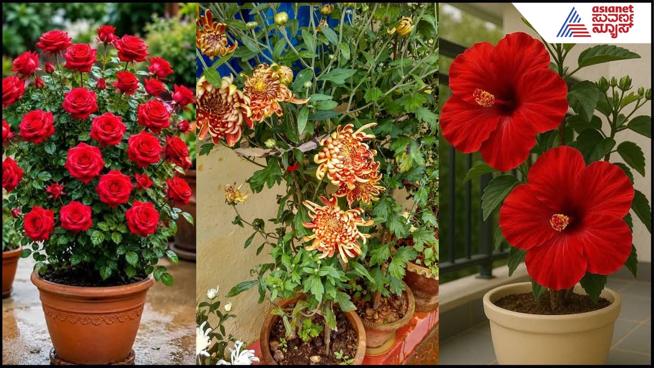 ಕುಂಡಗಳಲ್ಲಿ ಹೆಚ್ಚೆಚ್ಚು ಹೂವು ಅರಳಬೇಕಾ? ತಜ್ಞರ ಈ 5 ಟಿಪ್ಸ್​ ಫಾಲೋ ಮಾಡಿ, ಮ್ಯಾಜಿಕ್​ ನೋಡಿ