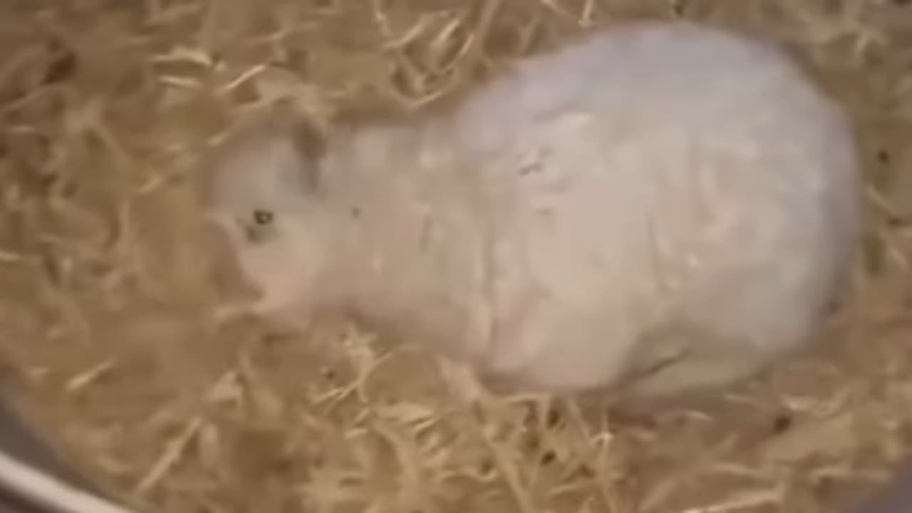 Viral Video: Baby Lamb Pretends To Be Dead Whenever Someone Approaches! (WATCH)