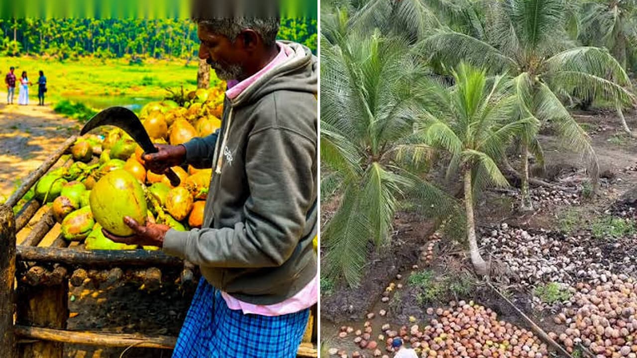 ಕೇರಳದಲ್ಲಿ ಎಲ್ಲಿ ನೋಡಿದ್ರೂ ತೆಂಗಿನ ಮರಗಳೇ ಇವೆ.. ಆದ್ರೂ ತೆಂಗಿನಕಾಯಿ ಬೆಲೆ ಇಷ್ಟೊಂದು ದುಬಾರಿ ಯಾಕೆ?