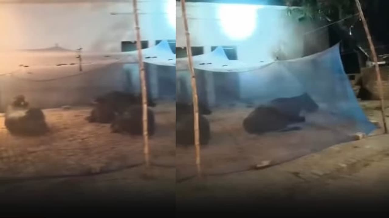 Farmer Installs Mosquito Nets Around Cows to Protect Them From Insects, Viral Video Wins Hearts