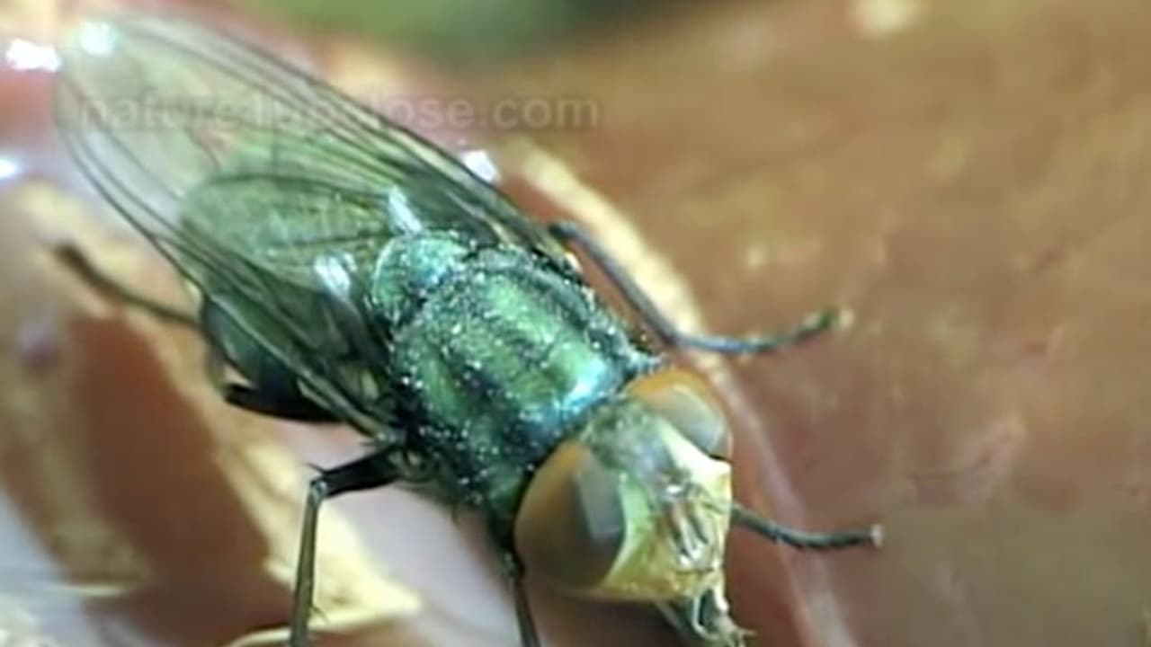 Digested Fly Microscopic camera reveals what it looks like when a fly lands on food ...
