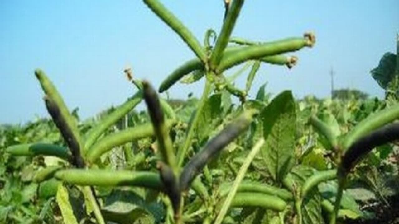 இயற்கை வழி முறையில் எவ்வாறு உளுந்து சாகுபடி செய்வது? | How Can We Cultivate Dal Natural | Asianet News Tamil