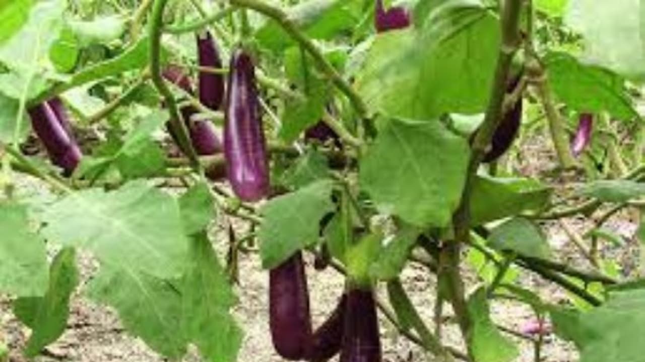 Thanthirimalaya Insect கத்தரியைத் தாக்கும் பூச்சிகள் மற்றும் அவற்றைக் கட்டுப்படுத்தும் ...