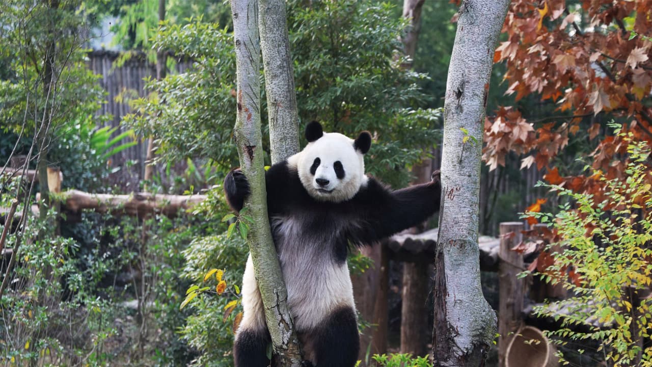 Japan's Last Two Pandas Set to Return to China Amid Rising Tensions