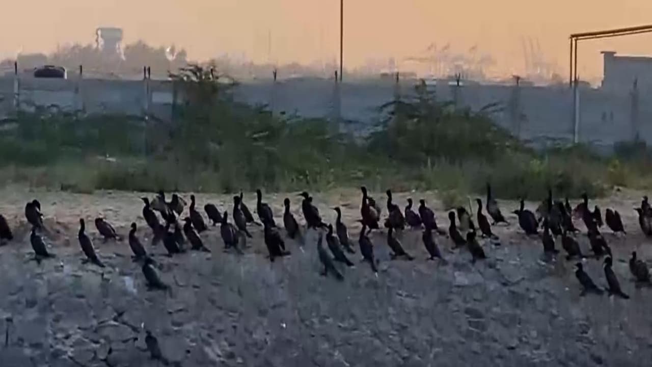 Cormorant flocks at Thoothukudi Port a sign of rich biodiversity
