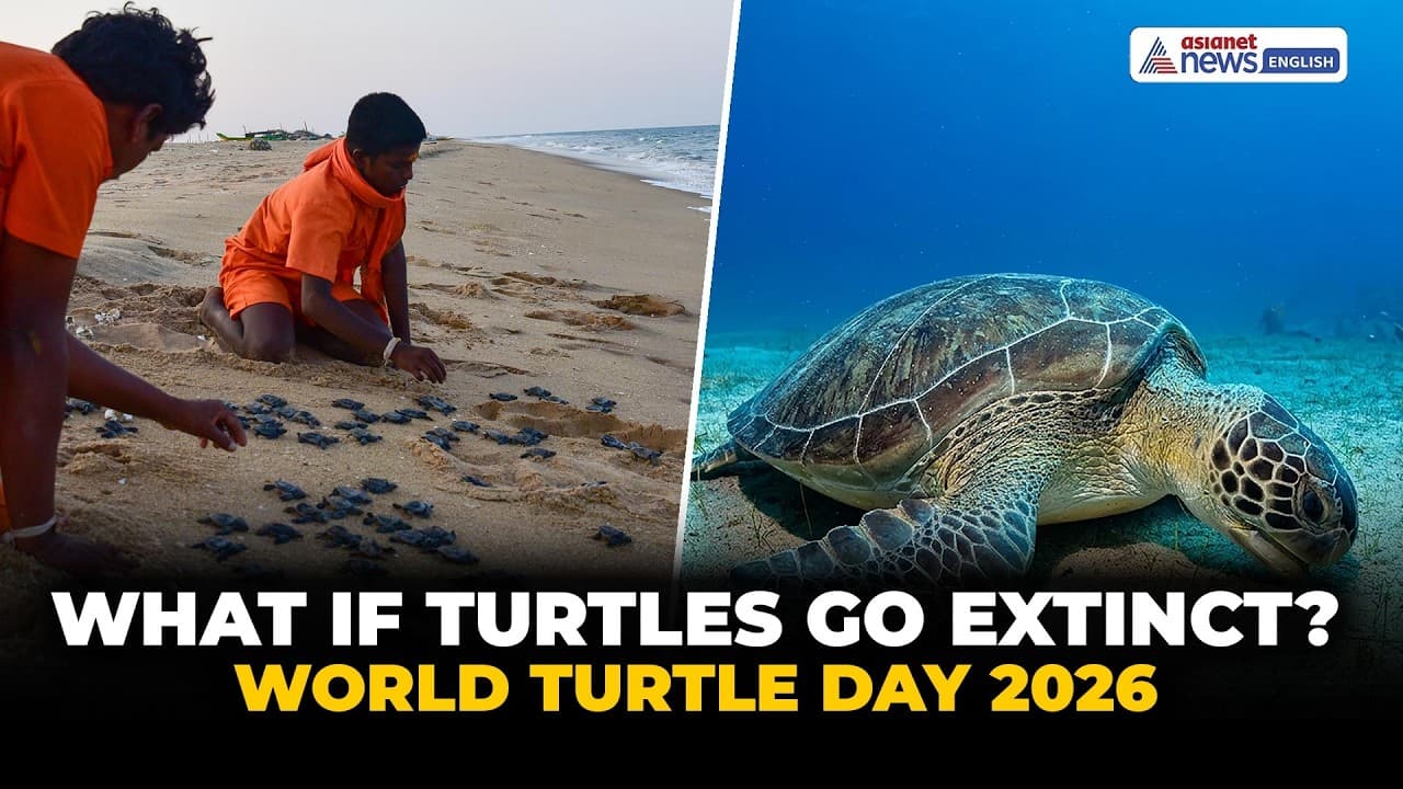 World Turtle Day 2026: What If Sea Turtles Go EXTINCT? | Climate Change