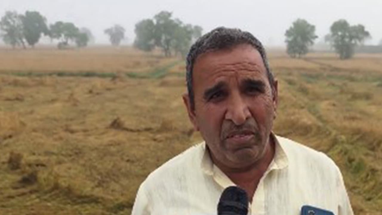 Jhajjar farmers in distress as unseasonal rain flattens wheat crop