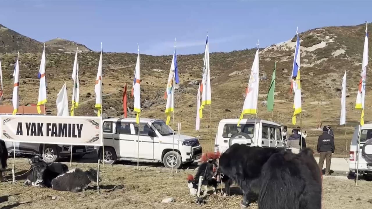 Sikkim Hosts First Himalayan Yak Festival To Boost Local Conservation ...