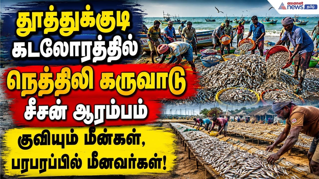 தூத்துக்குடி கடலோரத்தில் நெத்திலி கருவாடு சீசன் ஆரம்பம் – குவியும் மீன்கள், பரபரப்பில் மீனவர்கள்!
