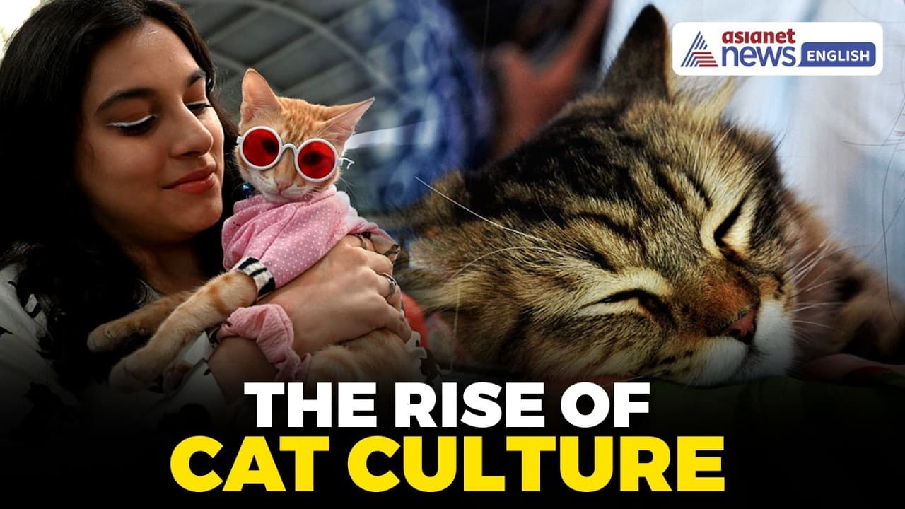 India’s Biggest Cat Expo? Inside Mumbai’s Viral Feline Festival
