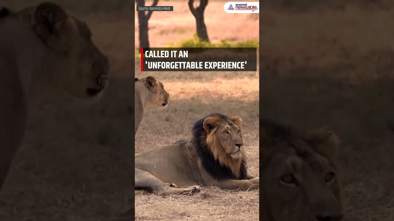 'An Unforgettable Experience!': PM Modi's Thrilling Lion Safari at Gir ...