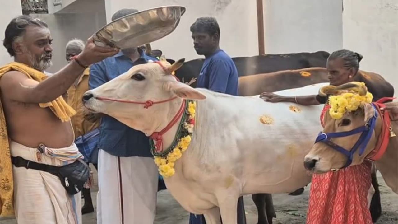 Mattu Pongal: Festive cheer sweeps Coimbatore as cattle are worshipped ...