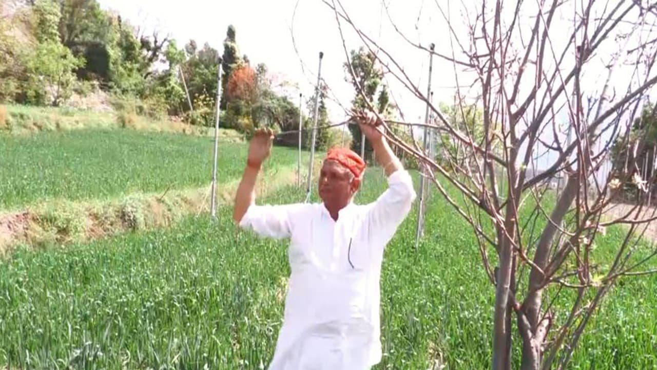 J&K: 60-year-old Udhampur farmer inspires with high-density apples
