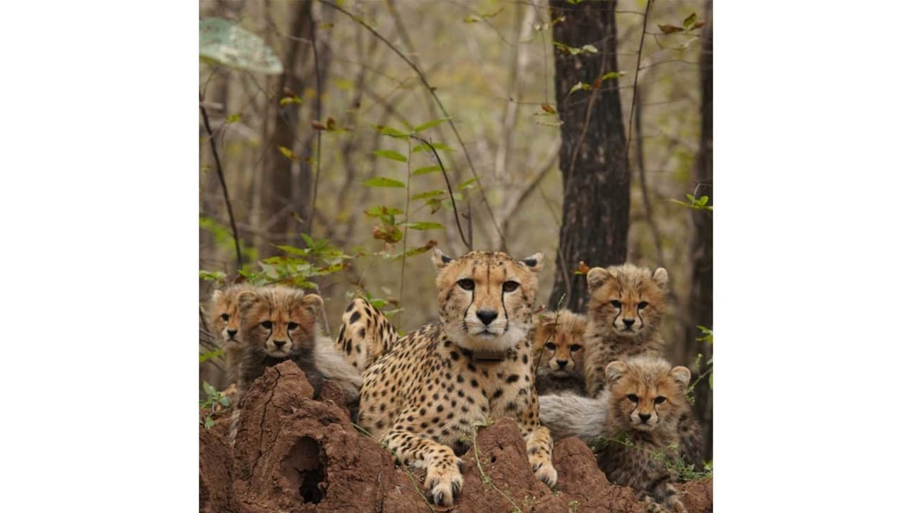 Photo: newsable.asianetnews.com Cheetah Population Surges to 52 in India Four Years After Reintroduction