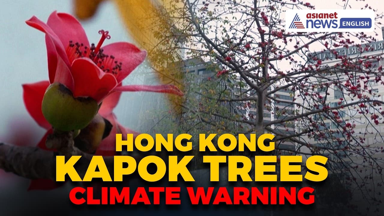 Climate Change Warning? Hong Kong’s Iconic 'Hero Trees' Are Losing ...
