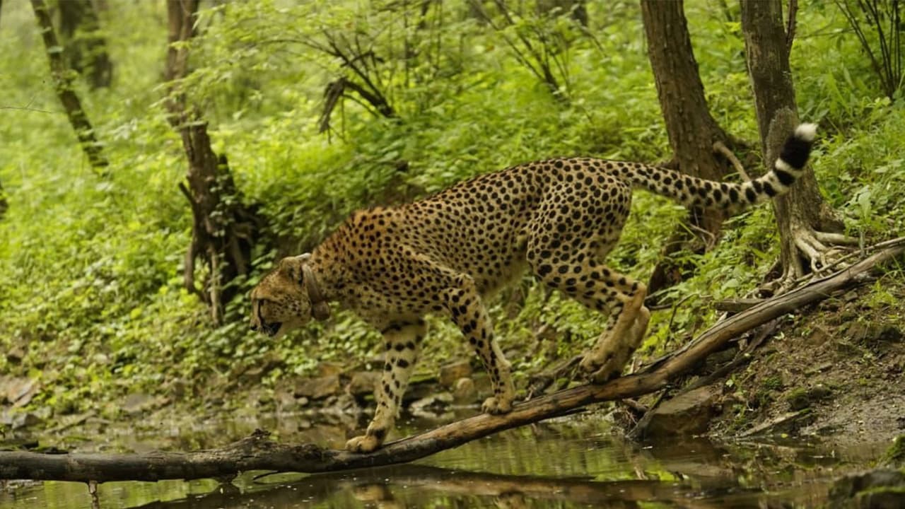 Project Cheetah revives ecological heritage, strengthens biodiversity: PM