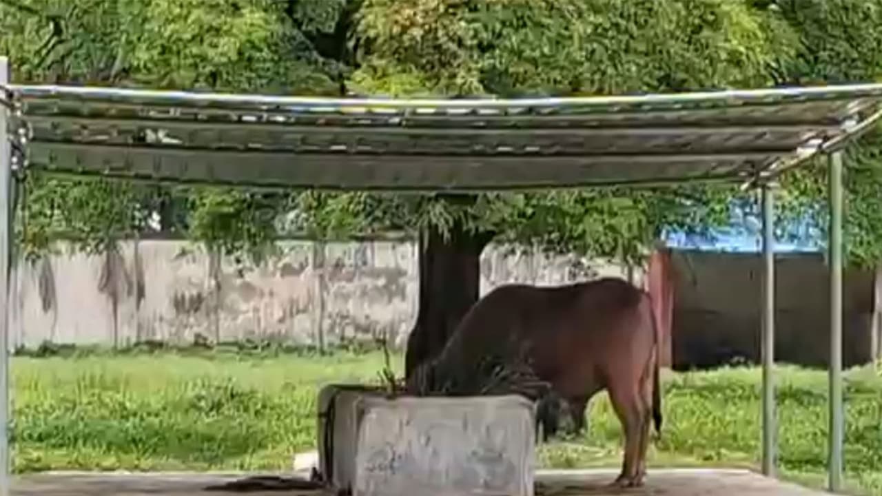 Trump-Lookalike Buffalo Becomes Star Attraction at Bangladesh Zoo