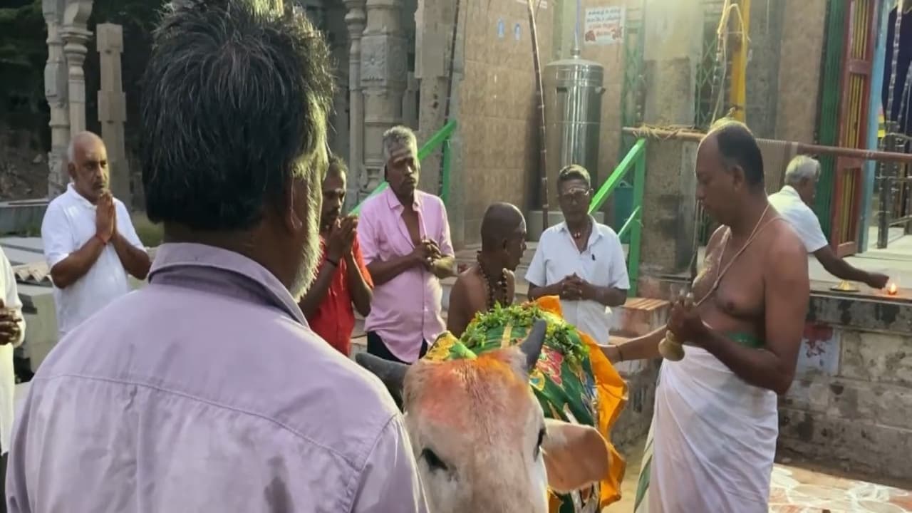 Tamil Nadu celebrates Mattu Pongal with enthusiasm, offers gratitude ...