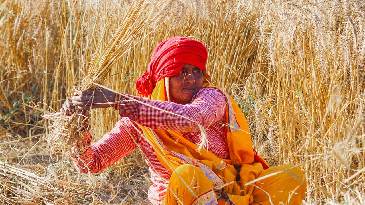 India releases nearly 3,000 climate-resilient crop varieties by 2025