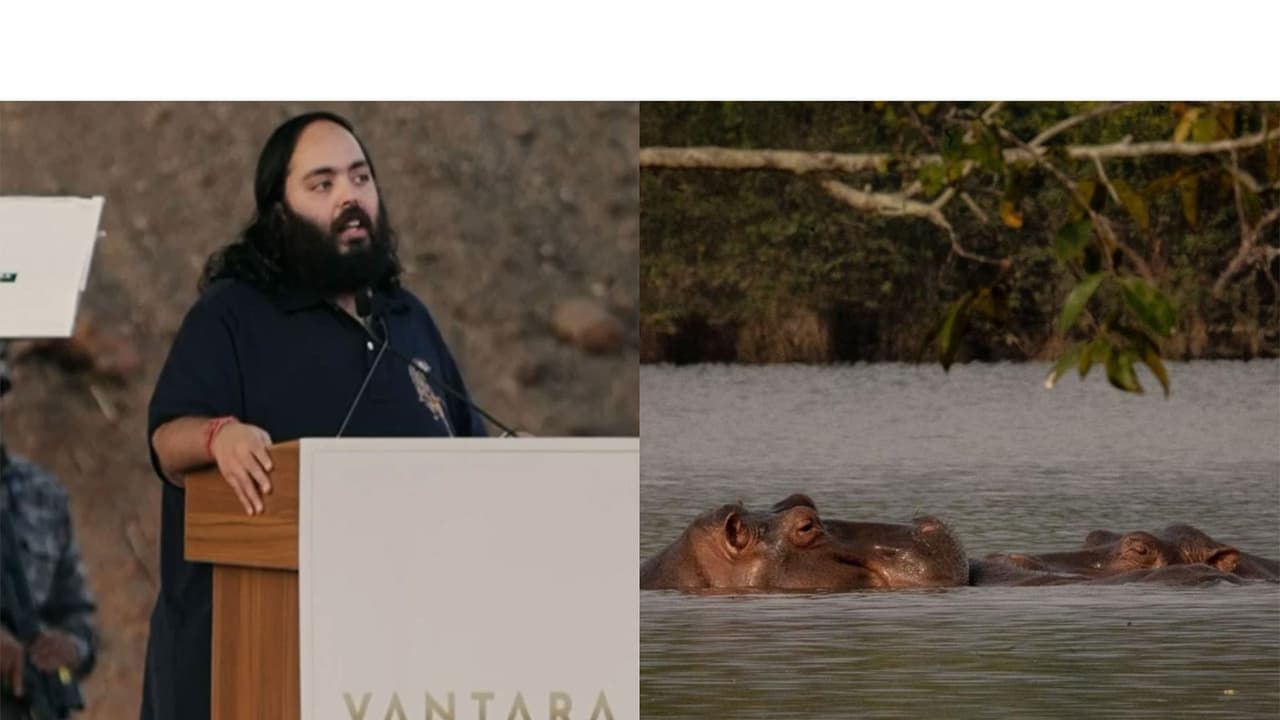 Anant Ambani's Vantara offers humane alternative for Colombia's hippos