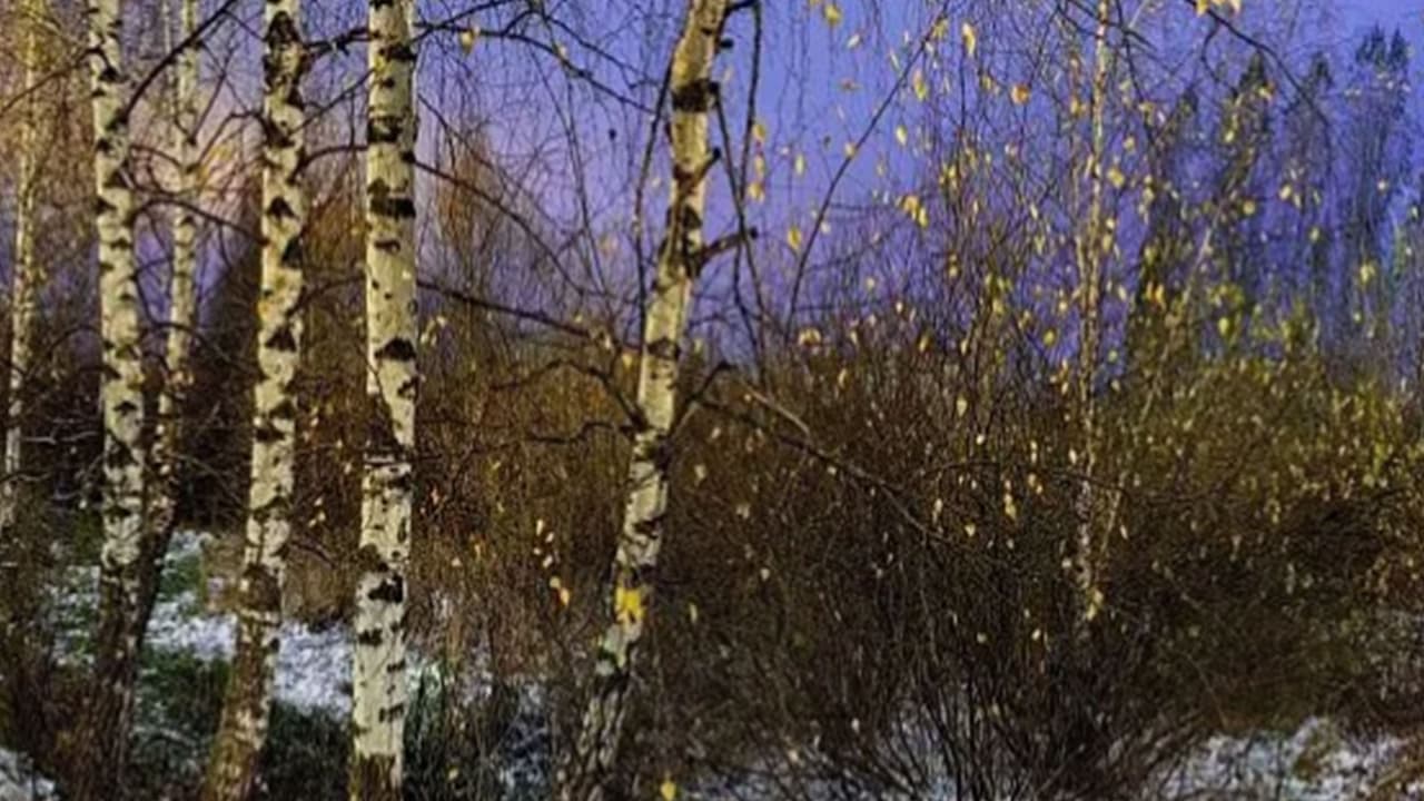 Moscow launches "In the Language of Good" to explore Eurasian identity