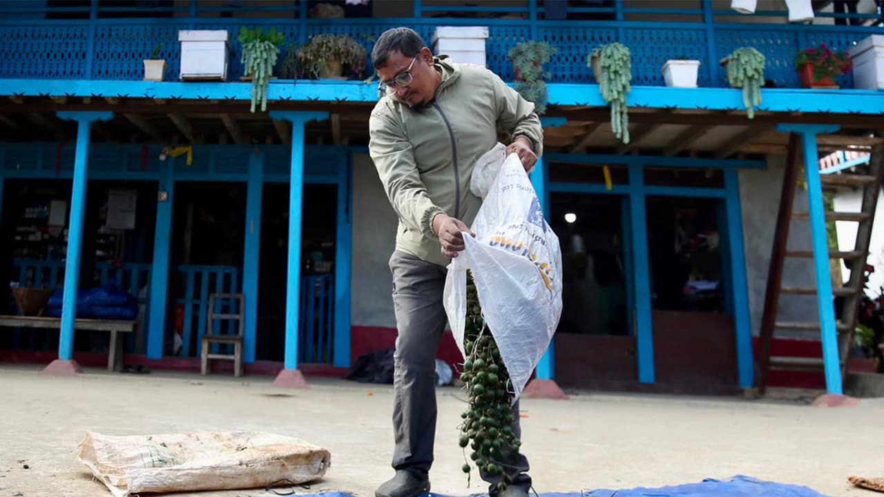 Nepal's Rudraksha boom: Chemicals used for Chinese market's demands
