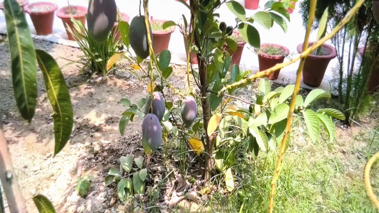 Ayodhya farmer successfully cultivates world's costliest Miyazaki mango