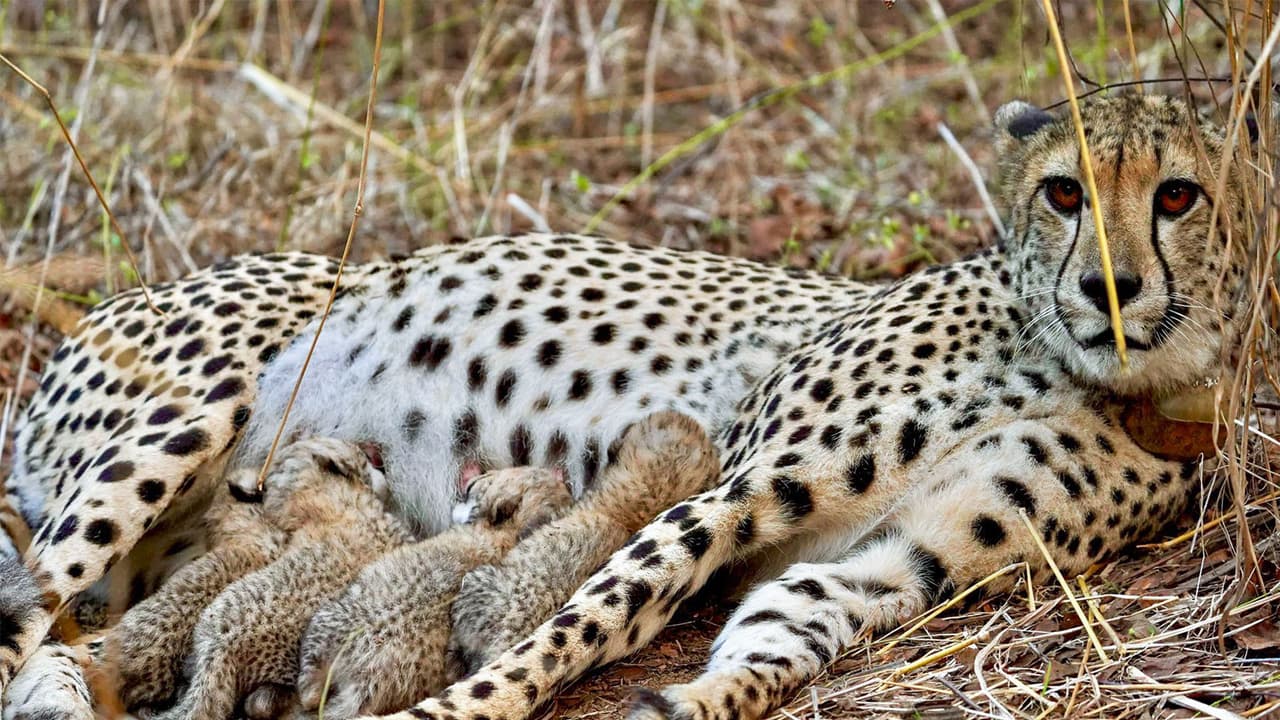 World Wildlife Day: PM Modi lauds wildlife protection, Big Cat Alliance