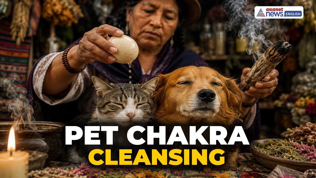 Pet Energy Healing Ritual in Ecuador | Limpia Ceremony Explained for Dogs & Cats | World News