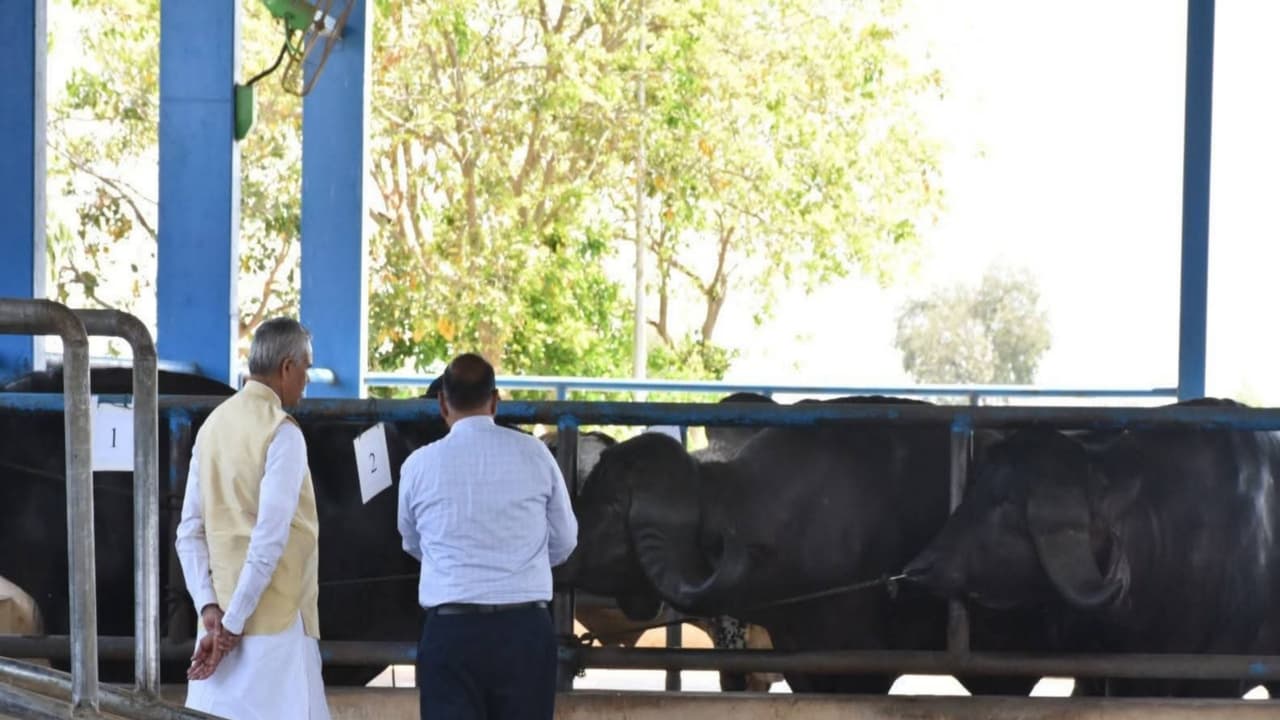 How Sexed Semen Tech Is Boosting Dairy Farmers' Income in Gujarat