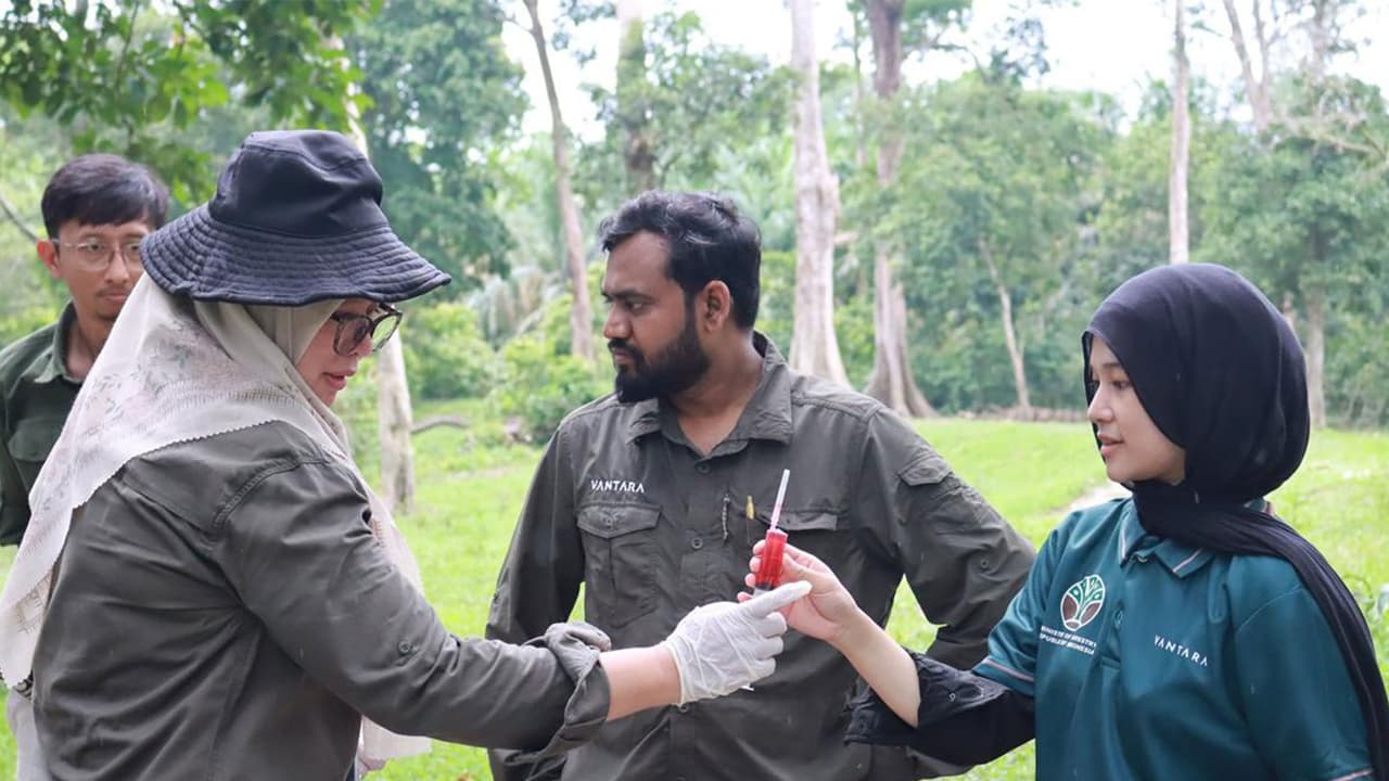 Vantara, Indonesia partner to save Sumatran elephants from deadly virus