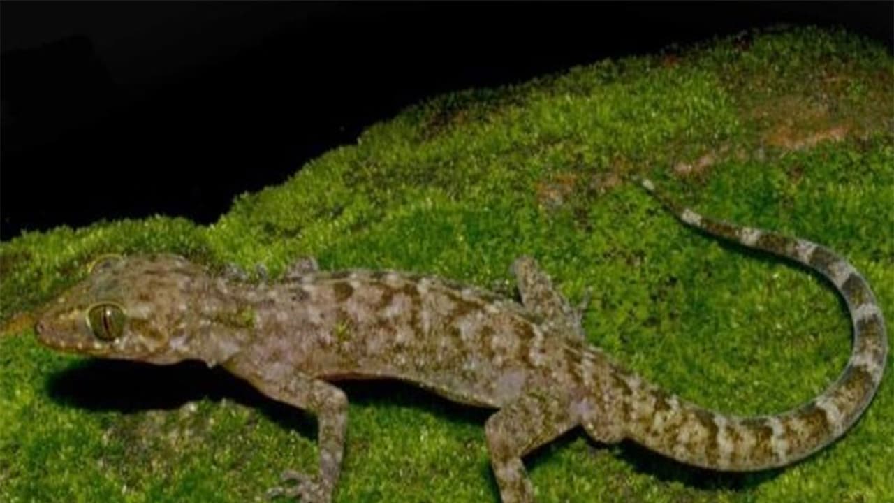 New gecko species Cyrtodactylus raimonaensis found in Assam's Raimona