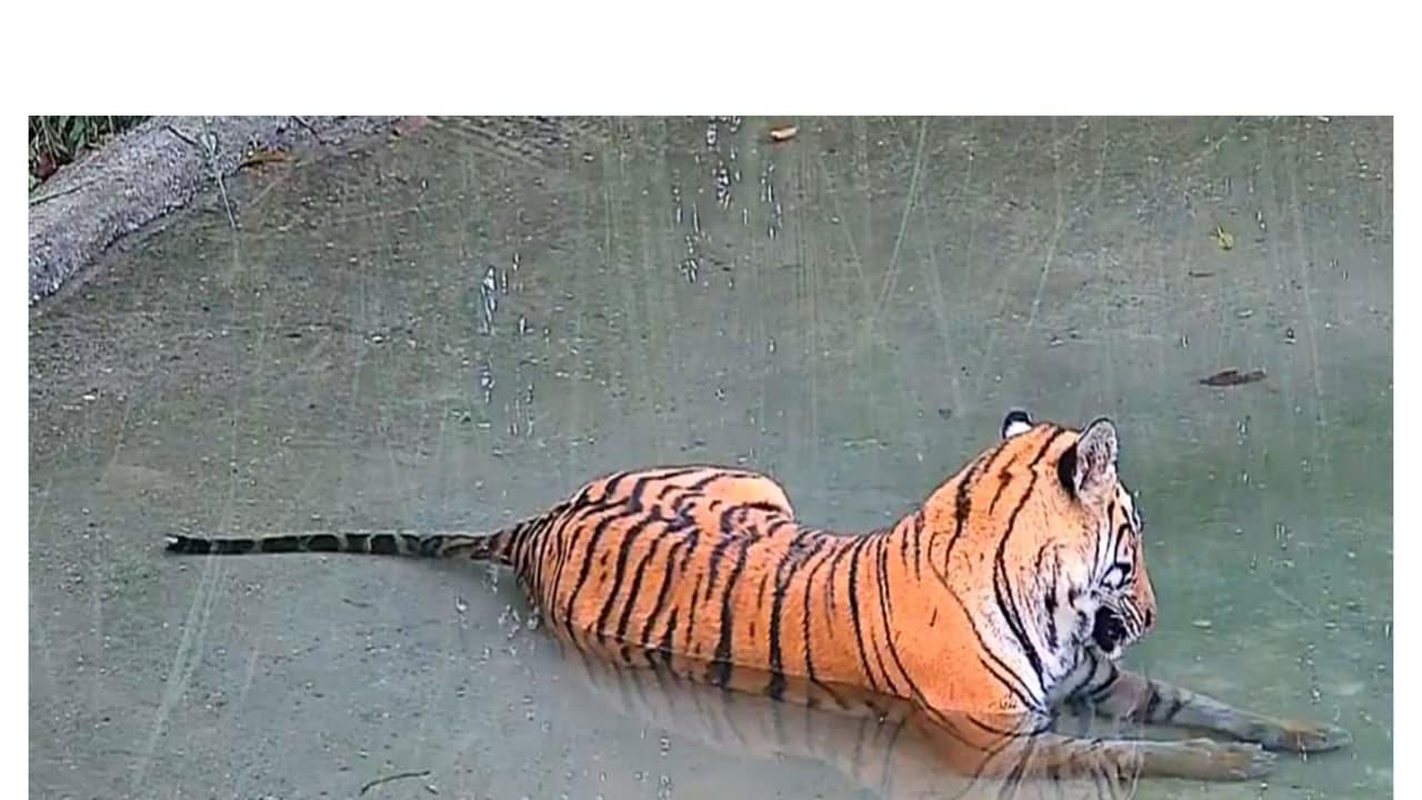 West Bengal's first tiger reintroduction begins with release in Buxa