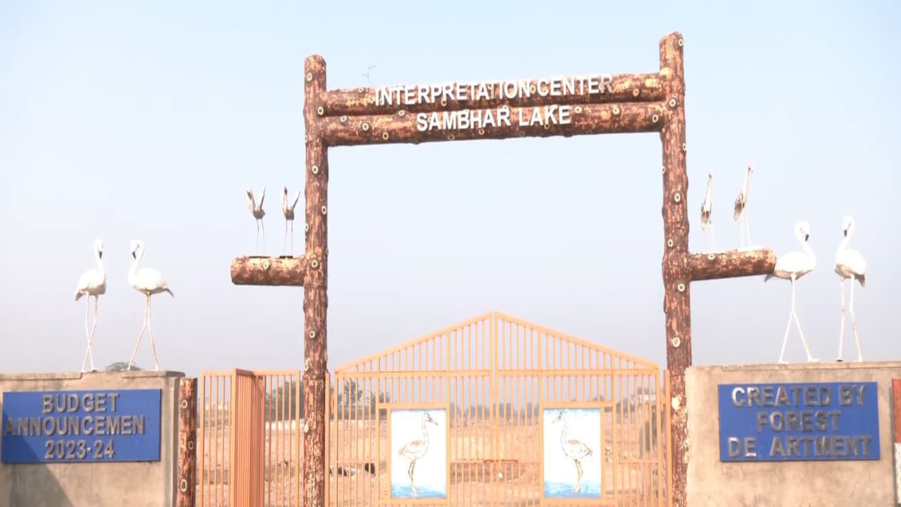 Sambhar Lake turns into pink panorama as millions of flamingos arrive