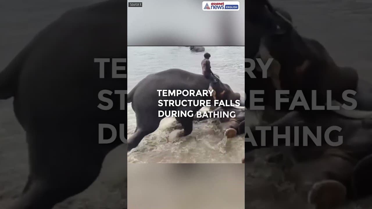 Tourist Dies in Tragic Elephant Camp Accident at Dubare, Karnataka | Heartbreaking Incident #Shorts