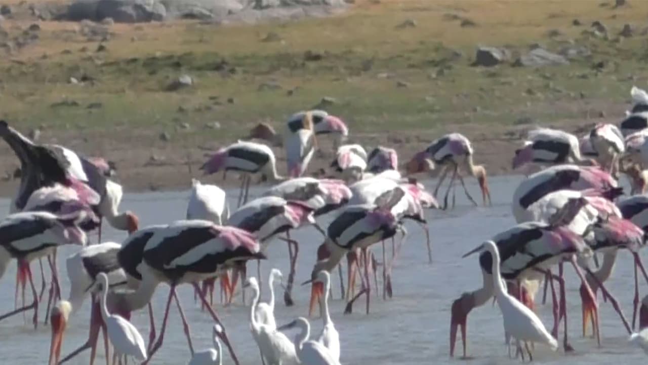 Migratory birds from Siberia arrive early in Tamil Nadu's Thoothukudi