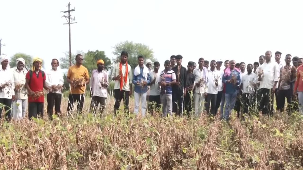 यवतमाळमध्ये भीषण दुष्काळ; सोयाबीन, कापूस उद्ध्वस्त