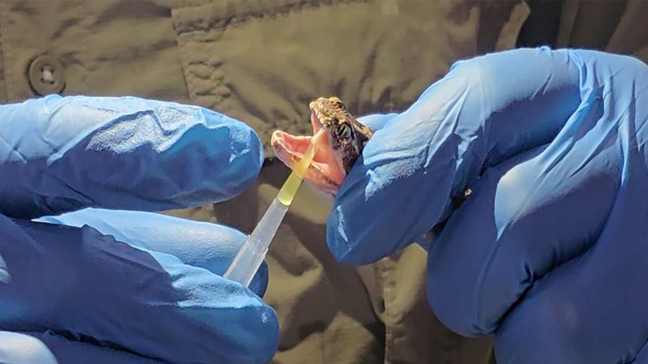 Gujarat to develop region-specific antivenom to reduce snakebite deaths