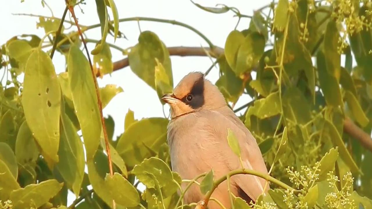 Rare Grey Hypocolius makes Gujarat's Chhari-Dhandh a global hub