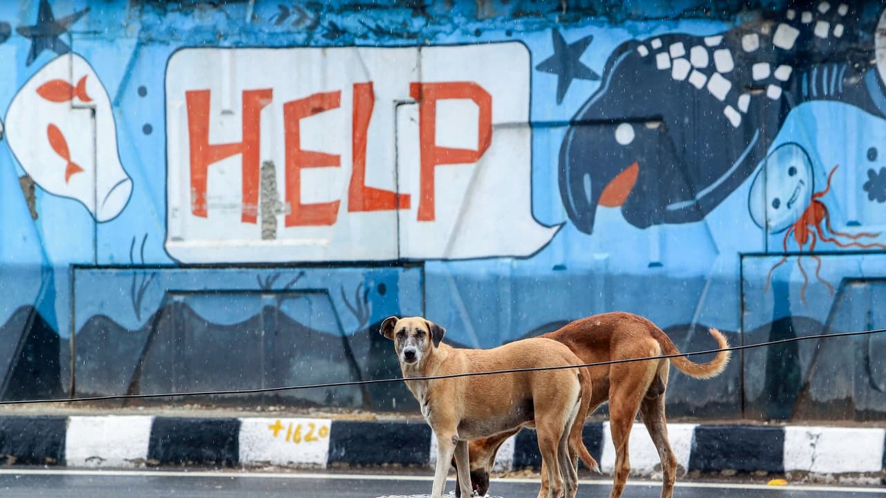 Dhaka: Activists protest alleged culling, demand protection for dogs
