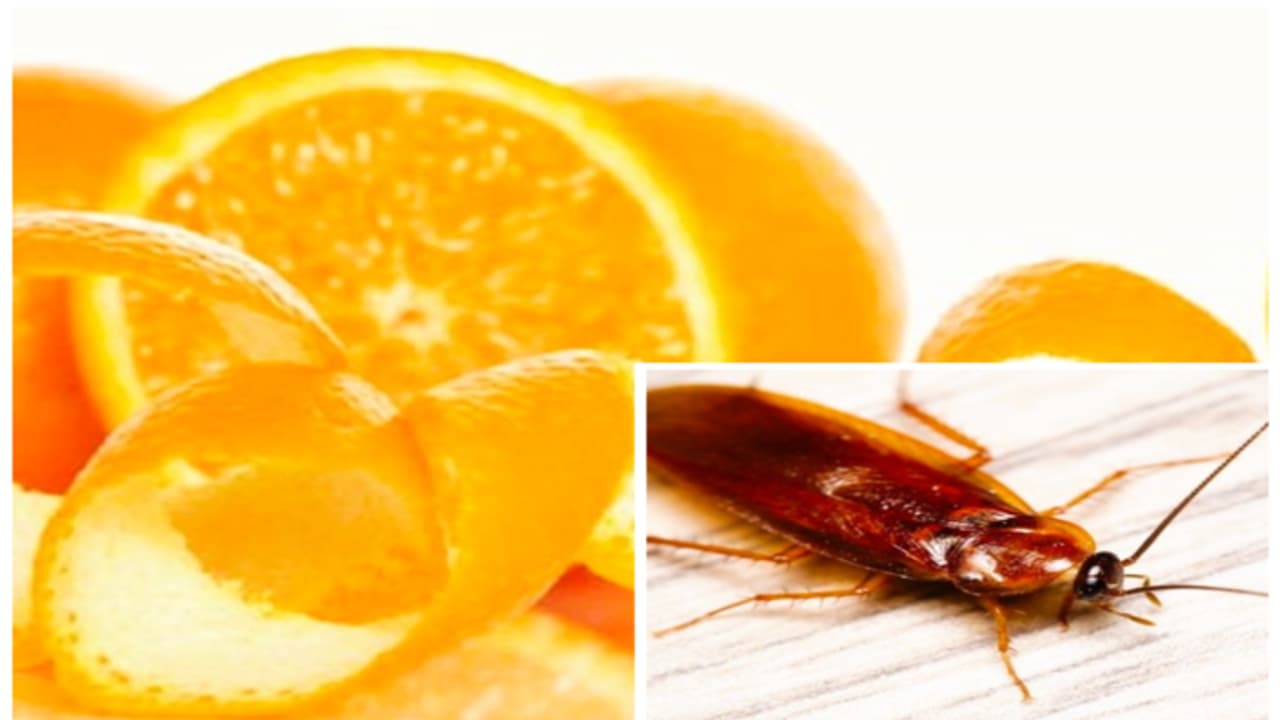 Orange Peels: A simple yet effective solution to cockroach problems