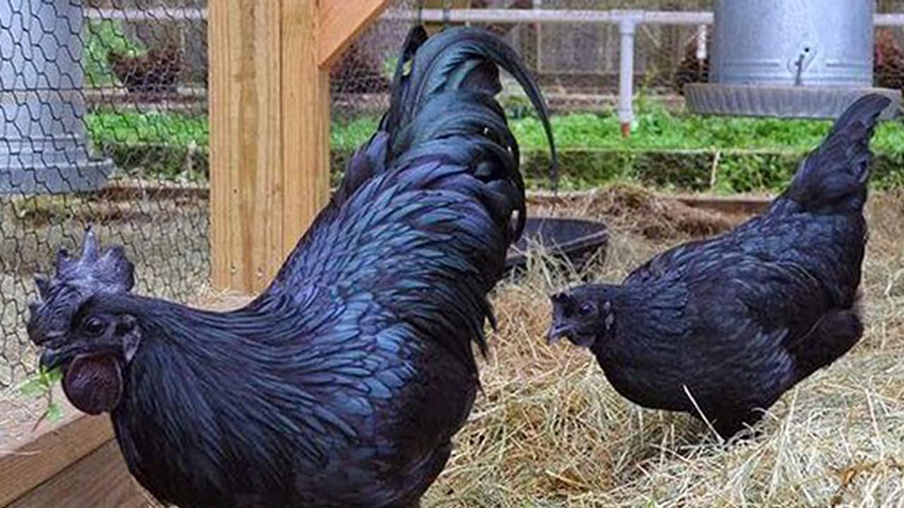 ಈ ಕೋಳಿ ನೋಡೋಕೆ ಮಾತ್ರ ಕಪ್ಪಲ್ಲ; ಮೊಟ್ಟೆ ಮಾಂಸವೂ ಕಪ್ಪೇ! ಈ ಕೋಳಿ ನೋಡೋಕೆ ಮಾತ್ರ ಕಪ್ಪಲ್ಲ; ಮೊಟ್ಟೆ ಮಾಂಸವೂ ಕಪ್ಪೇ!