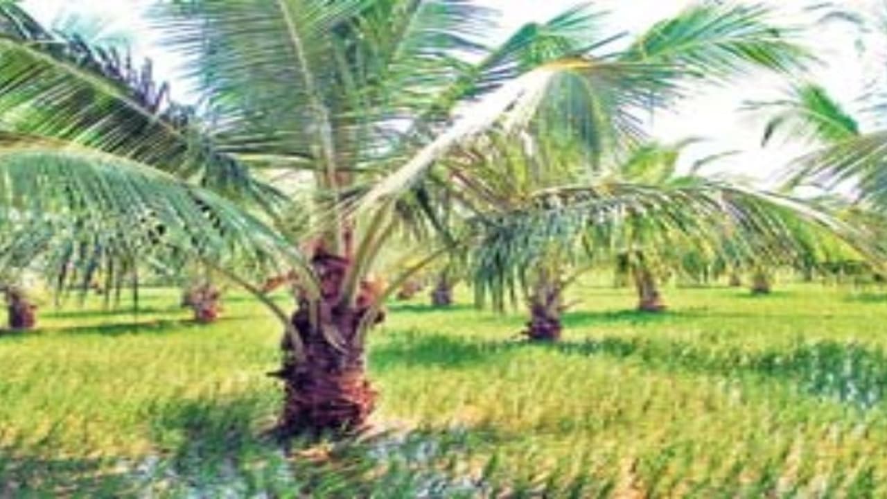 தென்னையில் சொட்டுநீர் மூலமாக உர மேலாண்மையை எப்படி செய்வது/ தென்னையில் சொட்டுநீர் மூலமாக உர மேலாண்மையை எப்படி செய்வது/