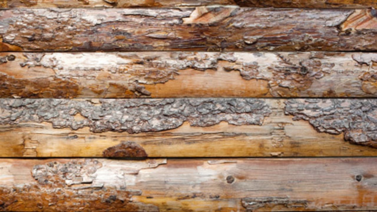 ಮಡಿಕೇರಿ: ಶಾಸಕರ ಕೈತೋಟದಿಂದಲೇ ಕಳವು ಮಡಿಕೇರಿ: ಶಾಸಕರ ಕೈತೋಟದಿಂದಲೇ ಕಳವು