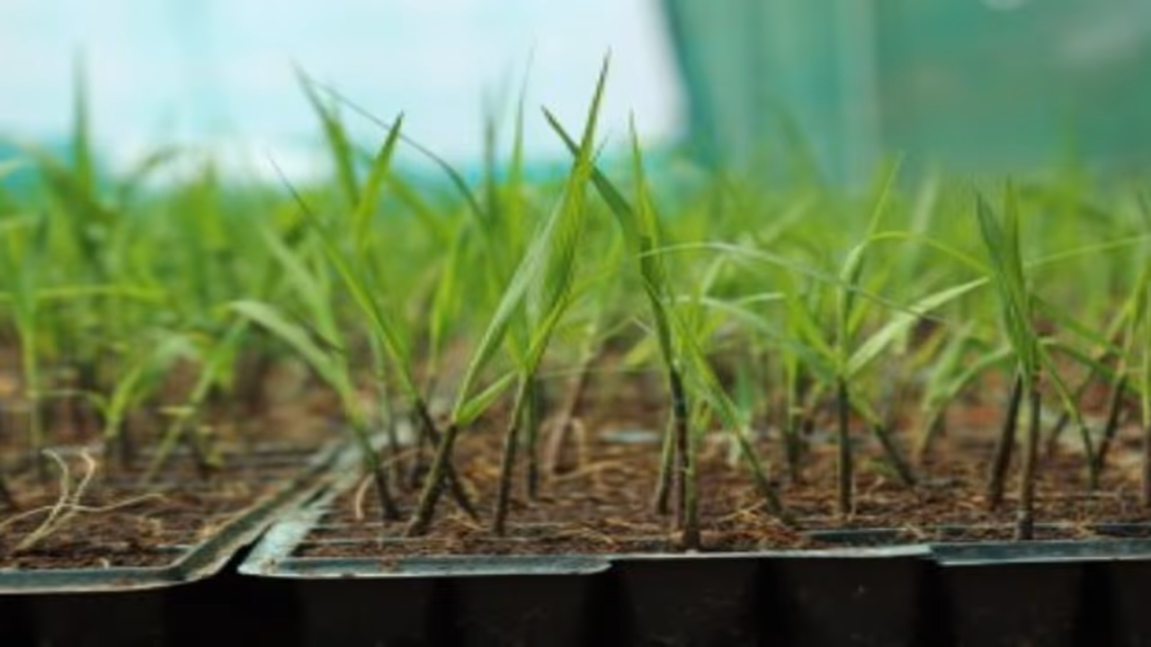 கரும்பில் அதிக மகசூல் எடுப்பதற்கு இந்த தொழில்நுட்பம் உதவும்… கரும்பில் அதிக மகசூல் எடுப்பதற்கு இந்த தொழில்நுட்பம் உதவும்…