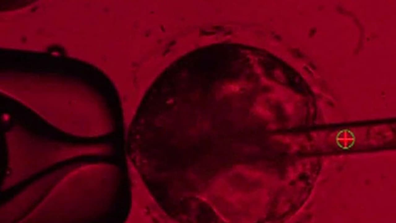 Baby without egg and sperm! Scientists create 'synthetic' human embryos in major breakthrough