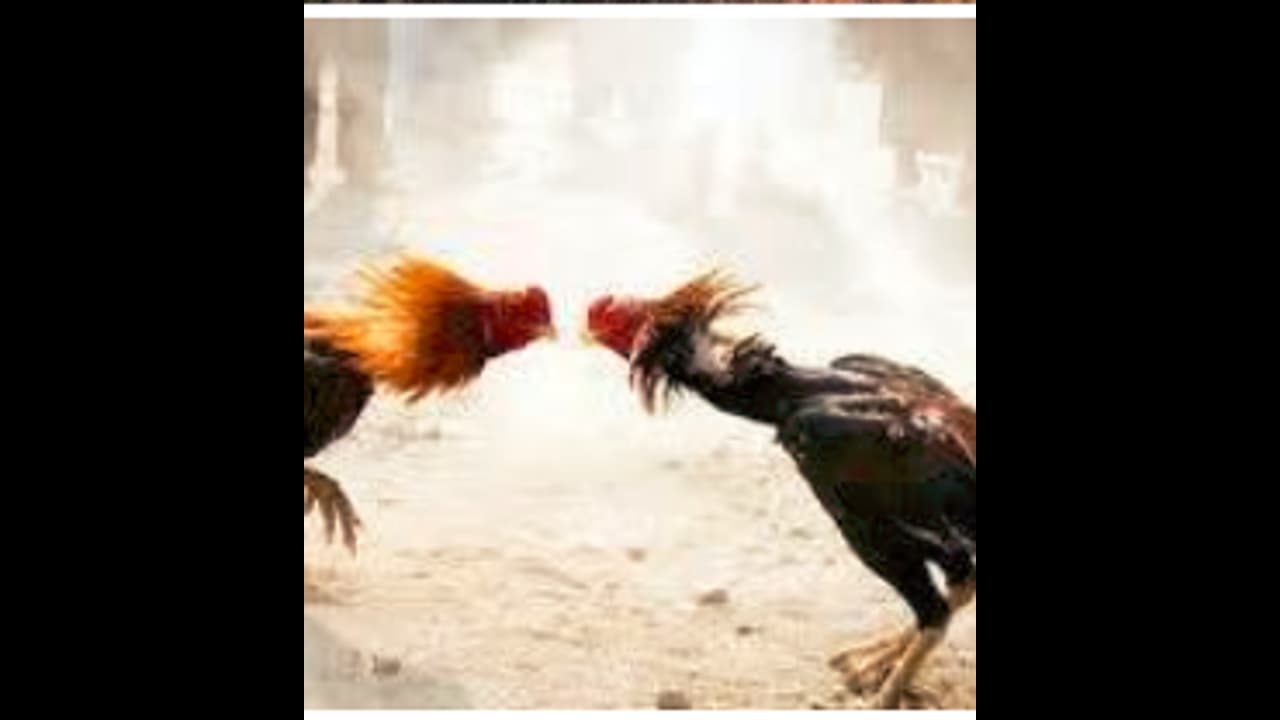 ఏపీలో మొదలైన కోడి పందాల జోరు.. భారీగా బరుల ఏర్పాటు.. చేతులు మారనున్న కోట్లాది రూపాయలు..!