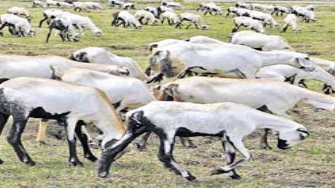 கால்நடைகளின் தீவனத்திற்கு ஆகும் செலவைக் குறைக்க இருக்கவே இருக்கு “மரபுசாரா தீவனங்கள்”… கால்நடைகளின் தீவனத்திற்கு ஆகும் செலவைக் குறைக்க இருக்கவே இருக்கு “மரபுசாரா தீவனங்கள்”…